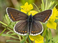 Aricia agestis